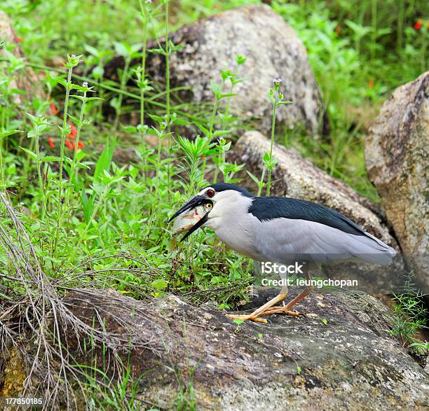 Foto de Pássaro Comendo Peixe e mais fotos de stock de Alimentar - Alimentar, Animais caçando, Animal