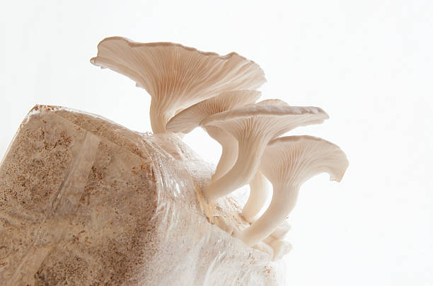 Organic Mushroom stock photo