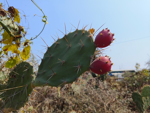 Sweet pricklypear plant with pink colour fruit
