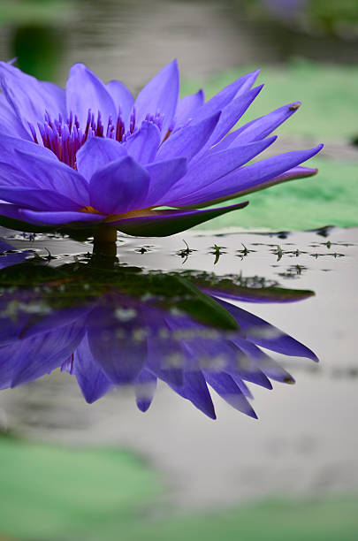 istock Beautiful purple lotus 177850665