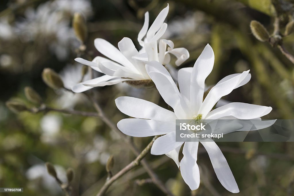 Magnolia stellata - Photo de Forme étoilée libre de droits