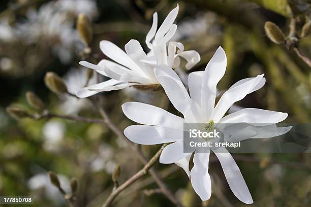 Photo libre de droit de Magnolia Stellata banque d'images et plus d'images libres de droit de Forme étoilée - Forme étoilée, Magnolia, Arbre en fleurs