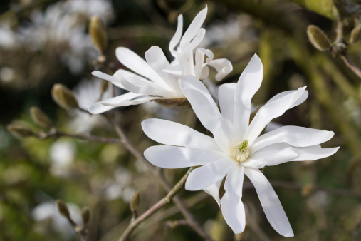 White Magnolia stellata flowers