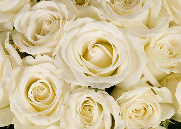 istock Wedding bouquet of White Rose 177850951