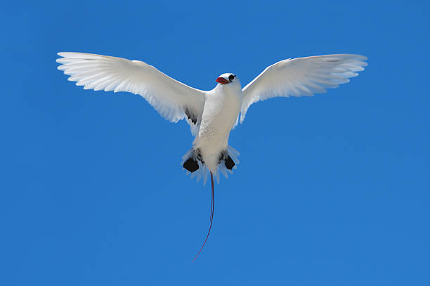 Red-tailed Tropicbird (Phaethon rubricauda) hovering "Red-tailed Tropicbird (Phaethon rubricauda) hovering over the Great Barrier Reef, Australia" red tailed tropicbird stock pictures, royalty-free photos & images