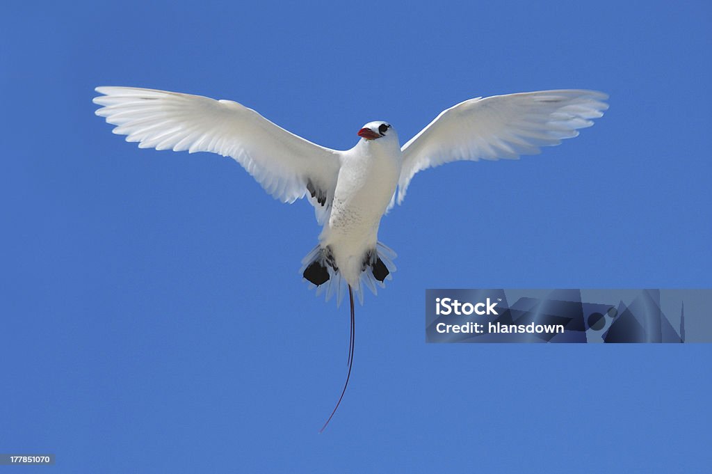 Rabo-de-palha-de-cauda-vermelha (Phaethon rubricauda) Pairar - Royalty-free Animal Foto de stock