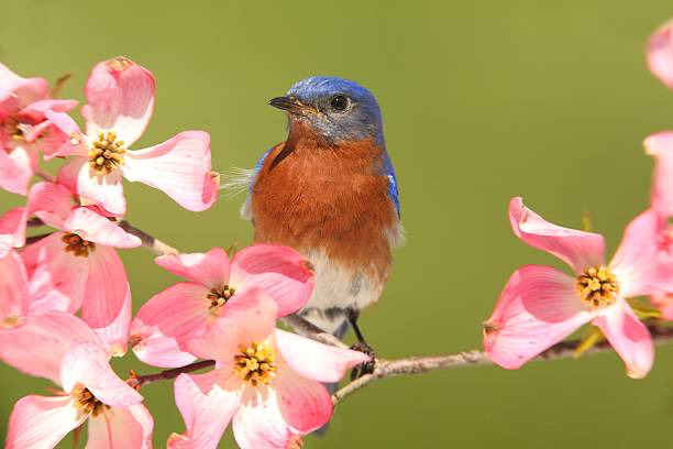 istock Bluebird with Dogwood flowers 177851358