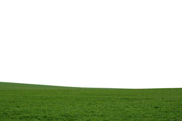 istock Green field as a background.  Green grass in spring isolated on white background. 1778516169