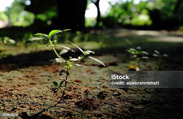 Vida Nueva Foto de stock y más banco de imágenes de Ahmedabad - Ahmedabad, Aire libre, Bosque