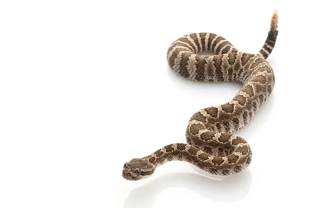 Northern Pacific Rattlesnake (Crotalus oreganus) isolated on white background.