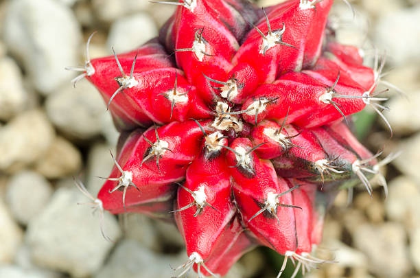 istock Close up of cactus texture 177852076