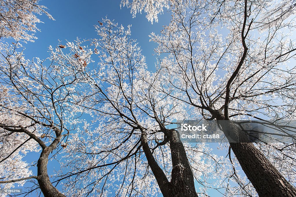Neve e gelo alberi coperti Locusta - Foto stock royalty-free di Albero