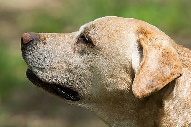 istock Dog labrador with little insect 177852122