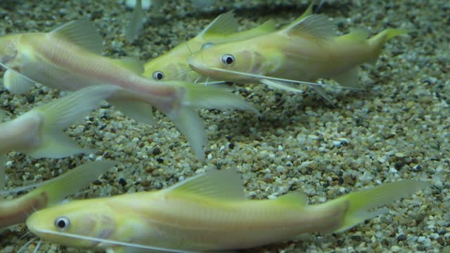 Group of Albino yellow mytus in an aquarium. Close-up.