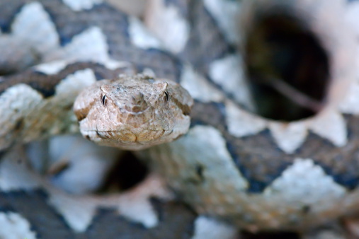 horned viper close-up(vipera ammodytes)