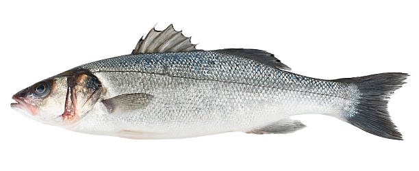 istock Fresh Sea Bass fish isolated 177852541
