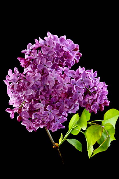 istock Flowering branch of lilac. 177852799