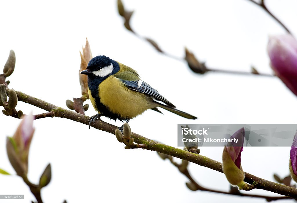 Parus major, Chapim-real - Royalty-free Admirar a Vista Foto de stock