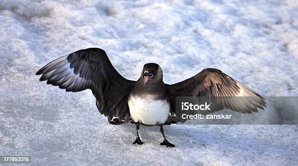 Arctic Skua Stock Photo - Download Image Now - Animal, Animal Body Part, Animal Wildlife