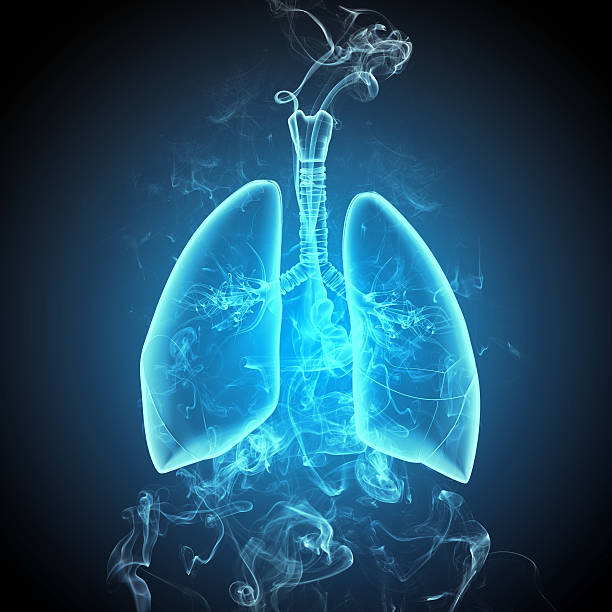 istock Schematic illustration of human lungs 177853265