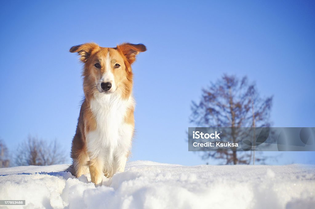dog border collie in winter Beautiful red dog border collie on a winter background Animal Stock Photo