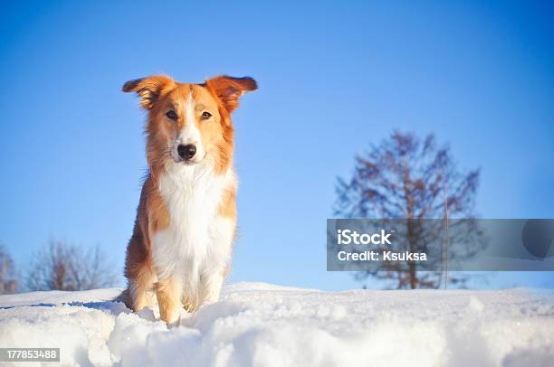 Dog Border Collie In Winter Stock Photo - Download Image Now - Animal, Beauty In Nature, Blue