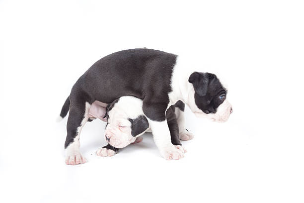 istock Bulldog pups playing on white background 177853535