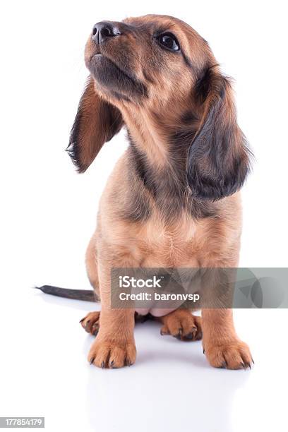 Photo libre de droit de Chiot Teckel banque d'images et plus d'images libres de droit de Animaux de compagnie - Animaux de compagnie, Animaux domestiques, Canidés