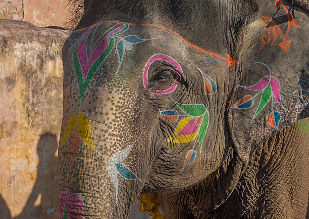 istock Colourful elephant in Jaipur, Rajasthan, India 177854186