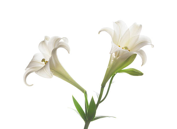 개화 릴리 흰색 backgroup - lily lily family temperate flower asiatic lily 뉴스 사진 이미지