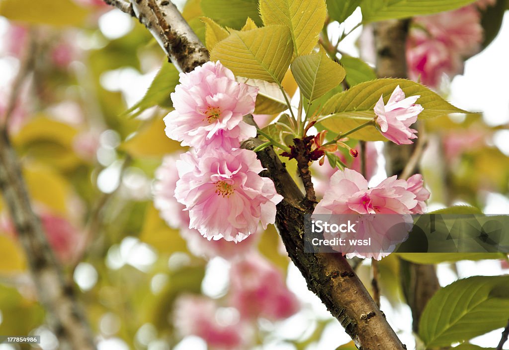 Flor de cereja rosa - Foto de stock de Abril royalty-free