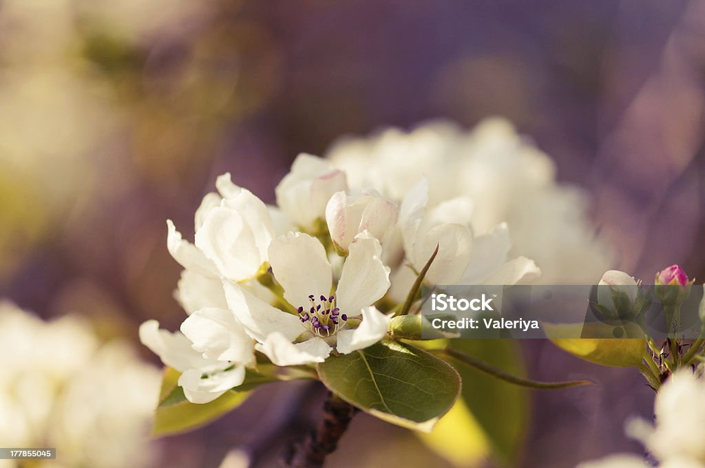 Galho de árvore de maçã em flor na primavera nos EUA - Foto de stock de Cabeça da flor royalty-free