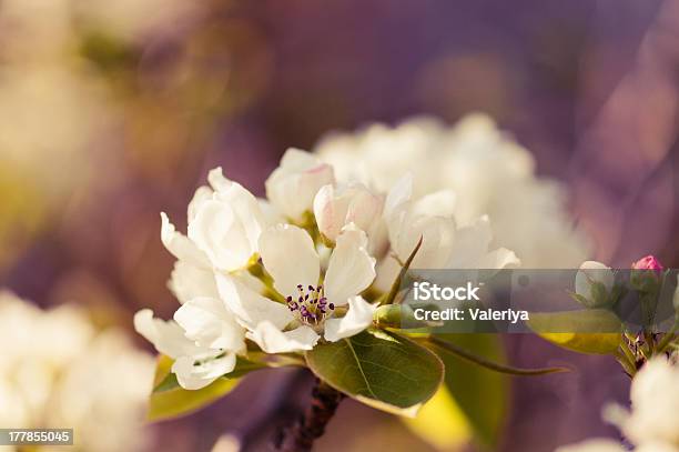 Foto de Galho De Árvore De Maçã Em Flor Na Primavera Nos Eua e mais fotos de stock de Cabeça da flor