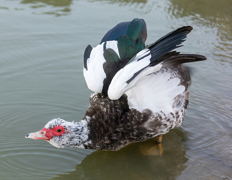 Domesticated Muscovy Duck Drake Bathing. Lake Elizabeth. Fremont, Alameda County, California.