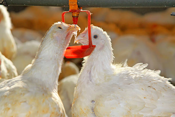 Two chickens are drinking water, in a chicken farm, north china