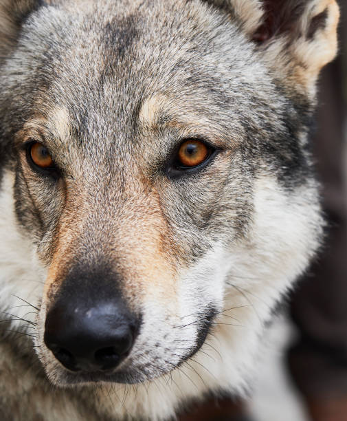 istock An european wolf resting in the woods 1778556492