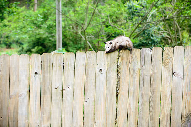 istock Possum in the city 177855980