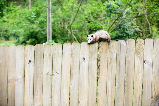 A possum on top of a wooden fence in a city yard.