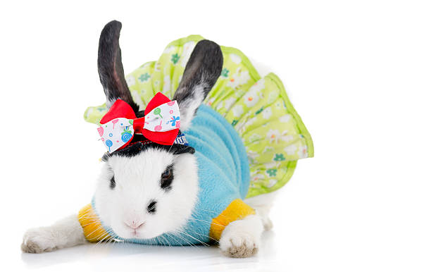 istock funny rabbit with green dress and bow 177856125