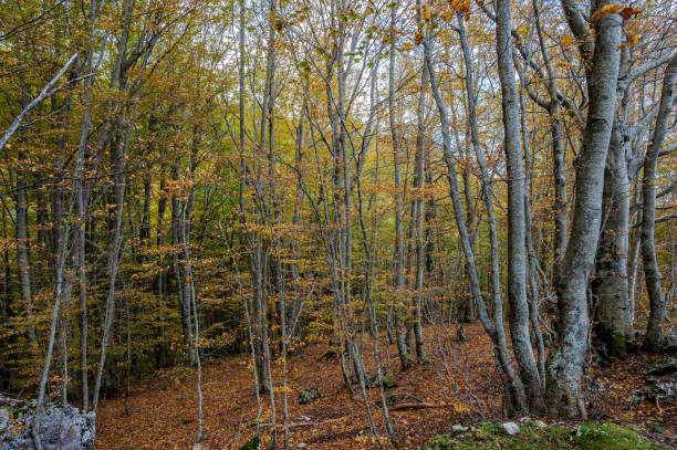istock Molise, Mainarde. Autumn landscape. Foliage 1778562295
