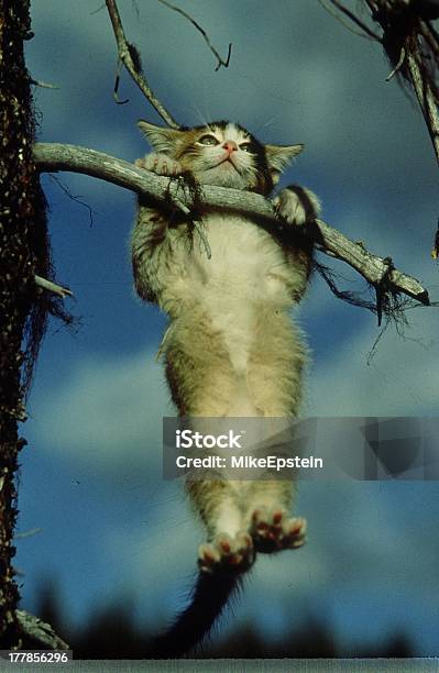 Hangin Out Stock Photo - Download Image Now - Domestic Cat, Hanging, Tree