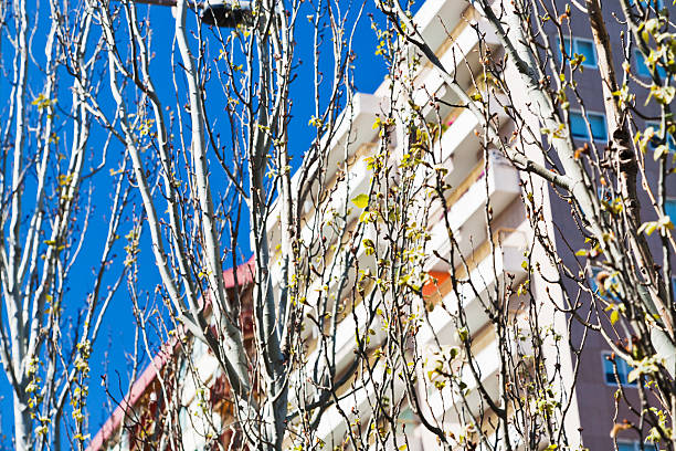 fresh green leaves tree on white city facades an blue sky of historical city in south germany