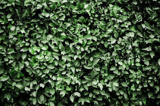 istock Leaf background. Climber plant pattern. Creeper plant texture. Gedge bush background. Natural summer wall. 1778563395