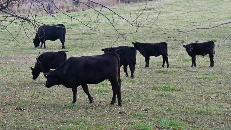 Black Angus Cattle