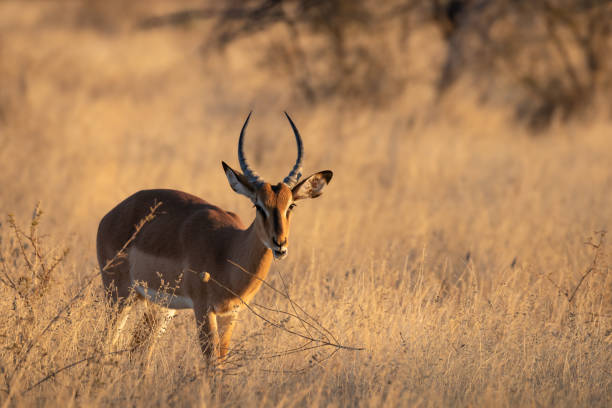 istock A male black-faced impala (Aepyceros melampus petersi) looking at the camera, Ongava Private Game Reserve ( neighbour of Etosha), Namibia. 1778565096