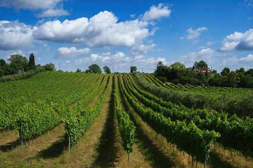 grape vines growing in the French Charente region, near the city of Cognac; Jonzac, France