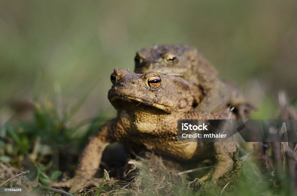 Dos toads común - Foto de stock de A caballo libre de derechos