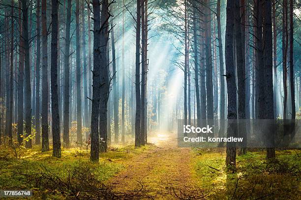 Foto de Uma Floresta De Outono Enevoada Manhã De Vigas Sol e mais fotos de stock de Nevoeiro - Nevoeiro, Árvore, Bosque - Floresta