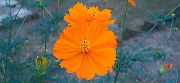 Orange-red flowers isolated on white background. Flat lay. Top view. Copy space..