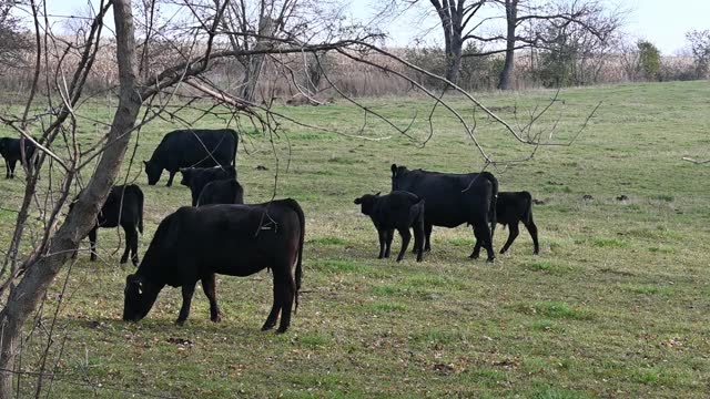 Black Angus Cattle